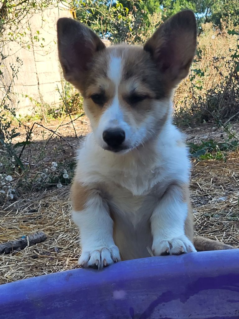 Clara Boucher - Chiots disponibles - Welsh Corgi Pembroke