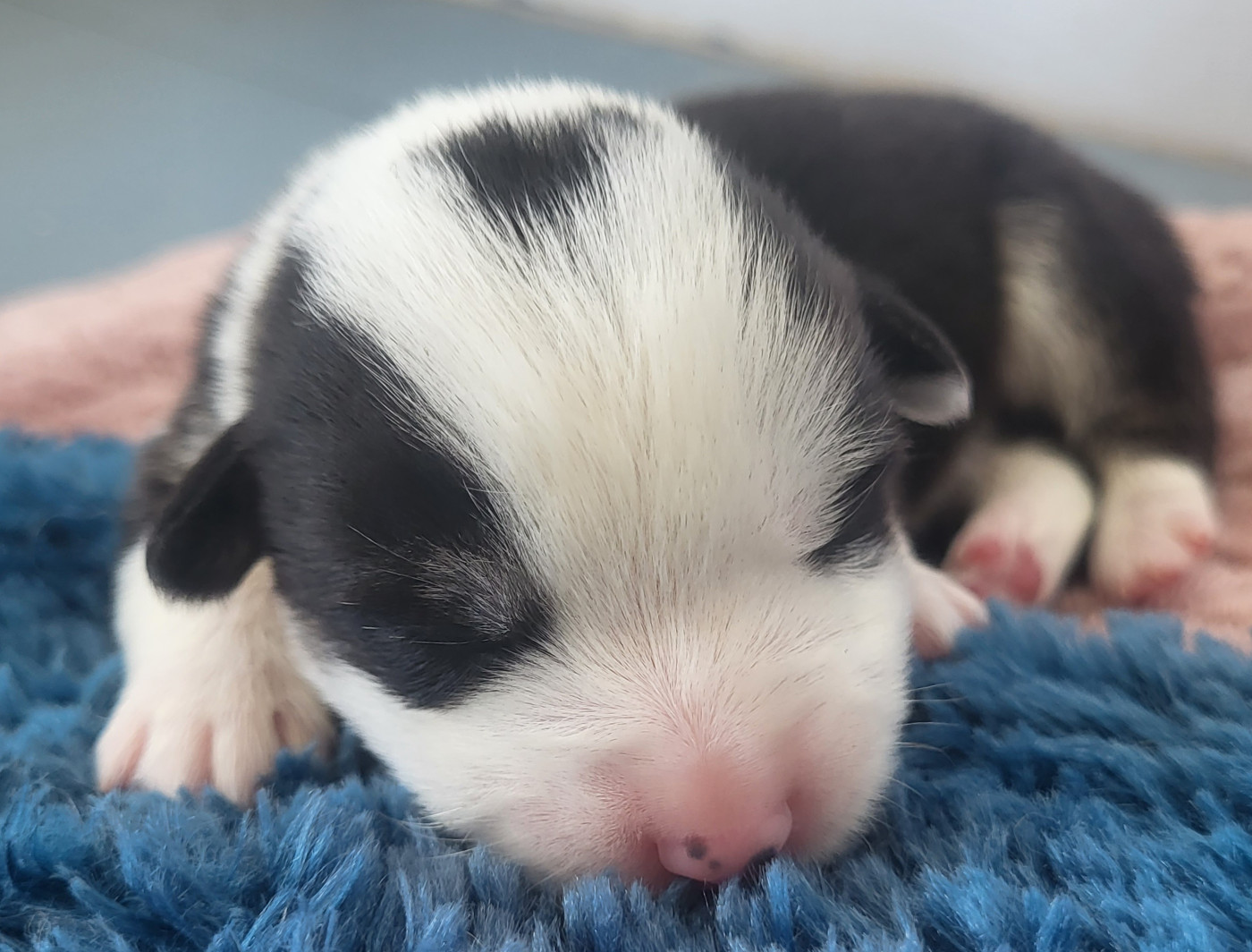 Clara Boucher - Chiots disponibles - Welsh Corgi Pembroke
