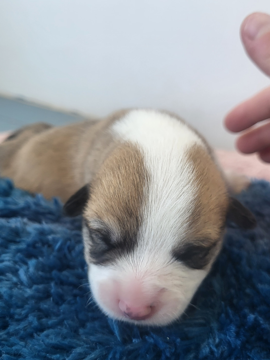 Clara Boucher - Chiots disponibles - Welsh Corgi Pembroke