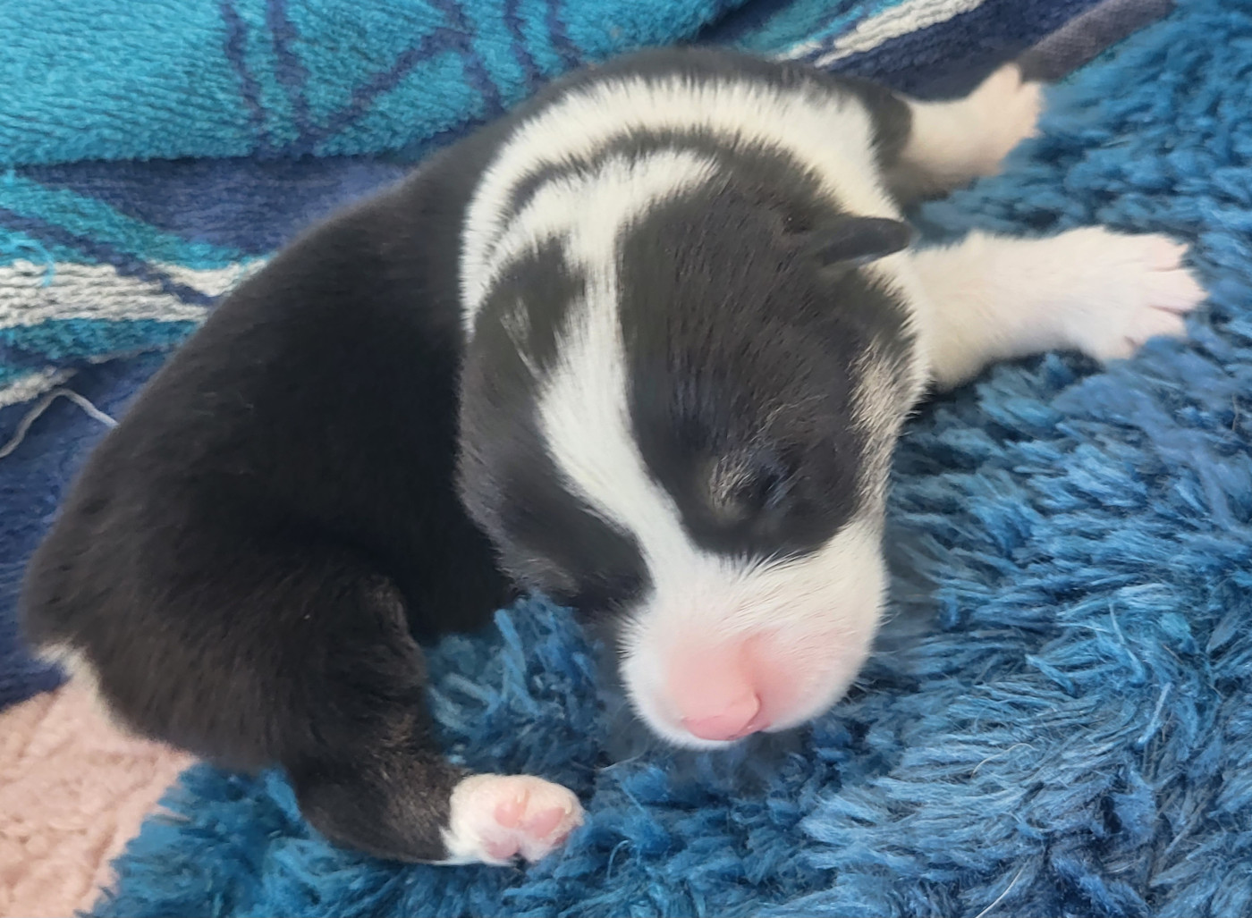 Clara Boucher - Chiots disponibles - Welsh Corgi Pembroke