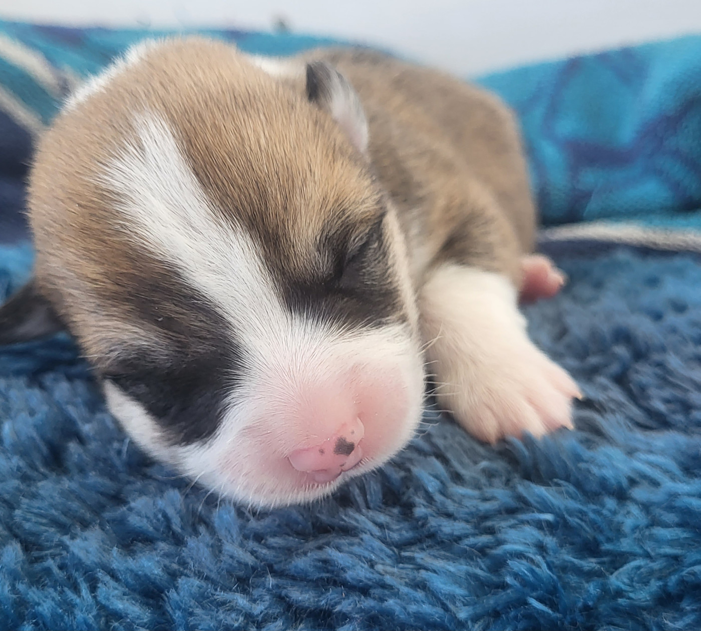 Clara Boucher - Chiots disponibles - Welsh Corgi Pembroke