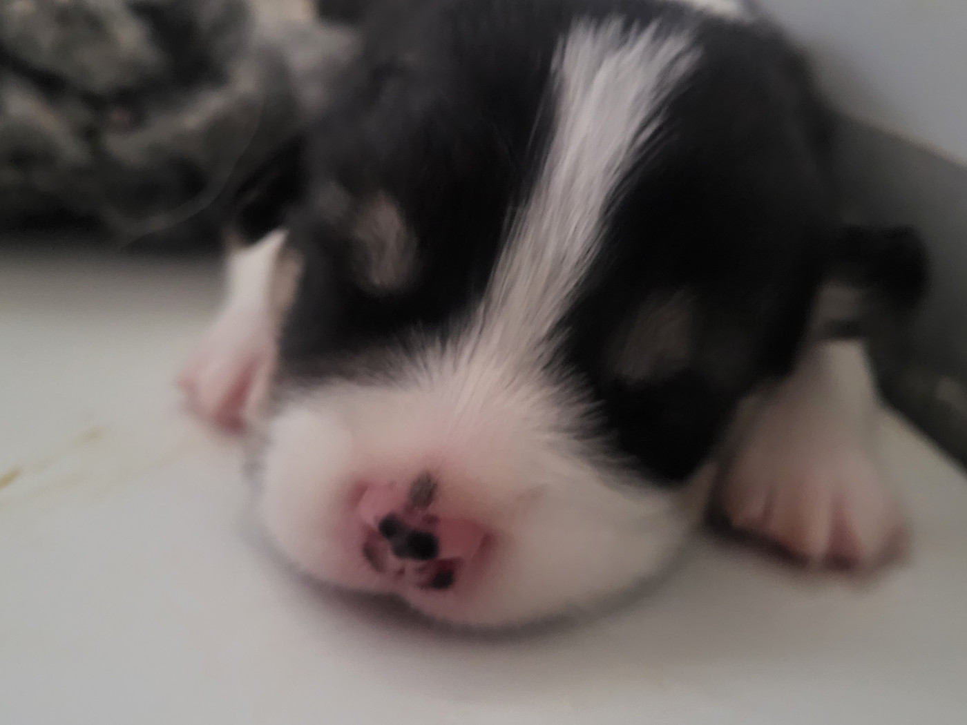 Clara Boucher - Chiots disponibles - Welsh Corgi Pembroke