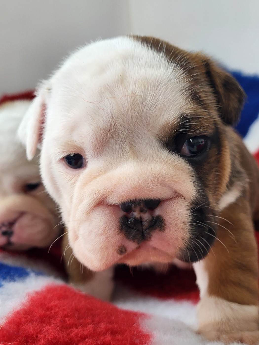 Clara Boucher - Chiots disponibles - Bulldog Anglais