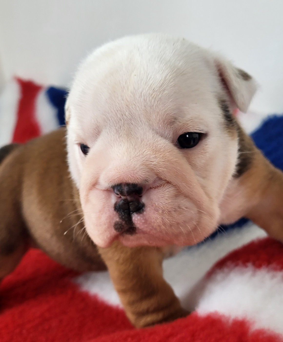 Clara Boucher - Chiots disponibles - Bulldog Anglais
