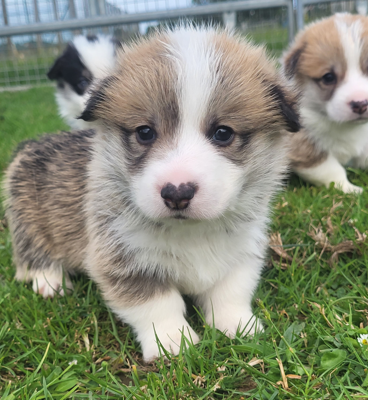 Clara Boucher - Chiots disponibles - Welsh Corgi Pembroke