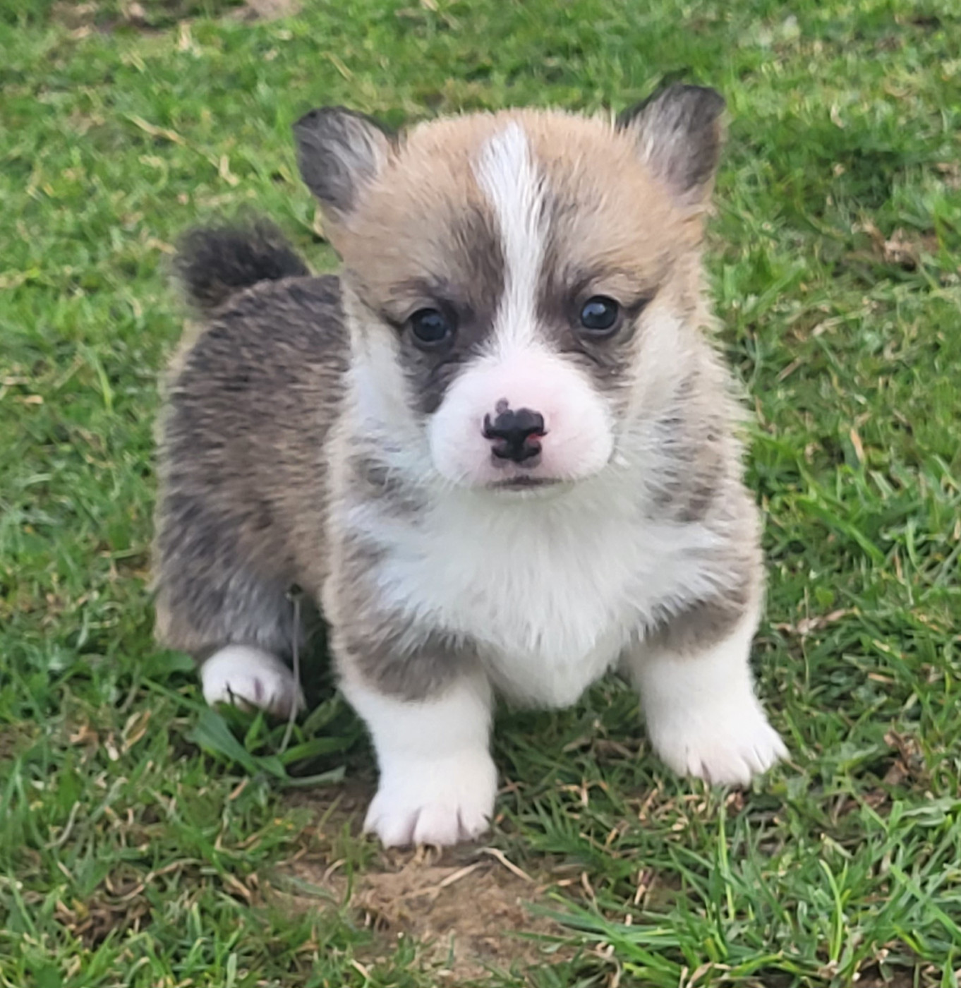 Clara Boucher - Chiots disponibles - Welsh Corgi Pembroke