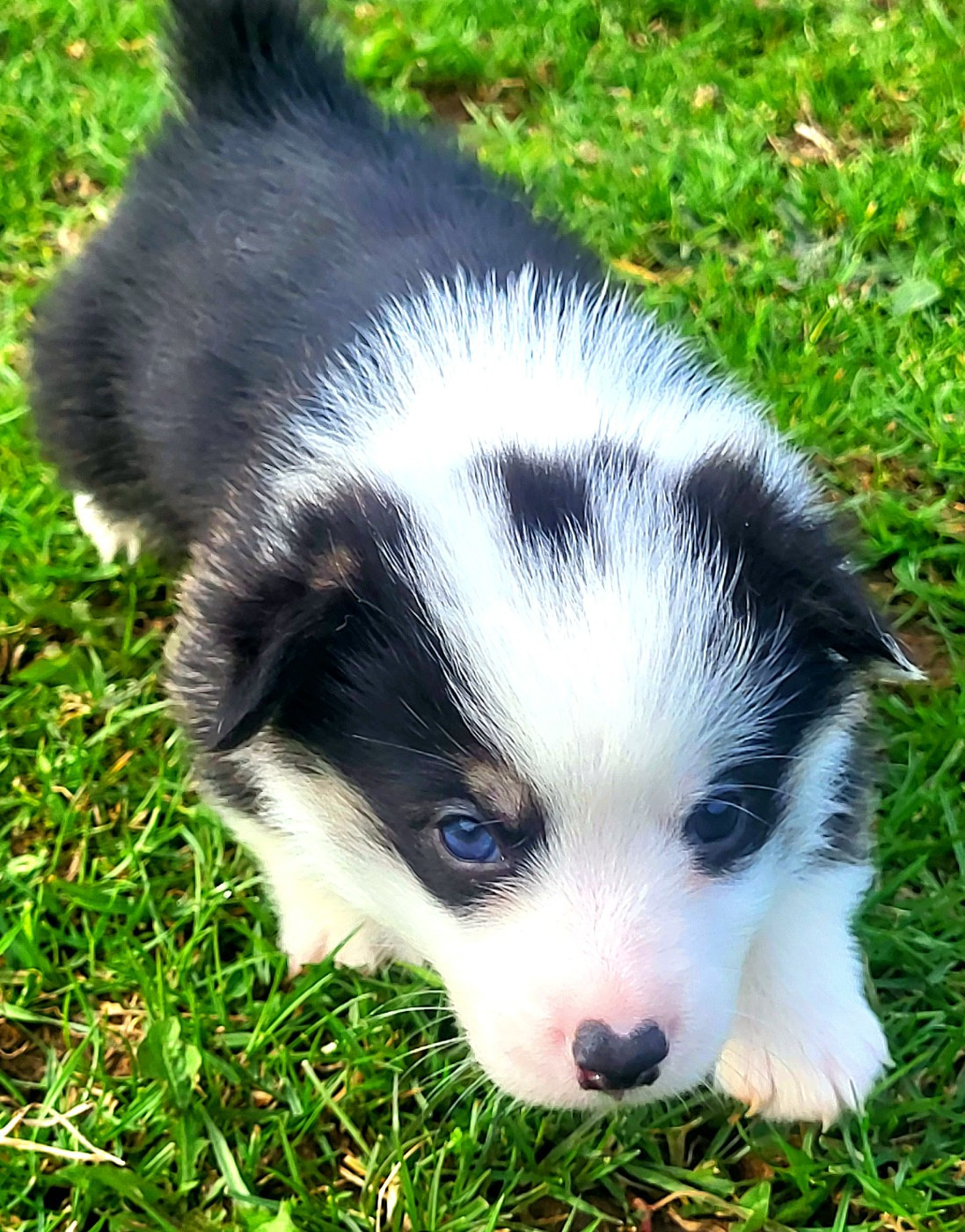 Clara Boucher - Chiots disponibles - Welsh Corgi Pembroke