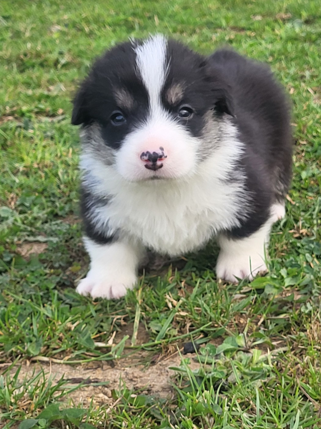 Clara Boucher - Chiots disponibles - Welsh Corgi Pembroke