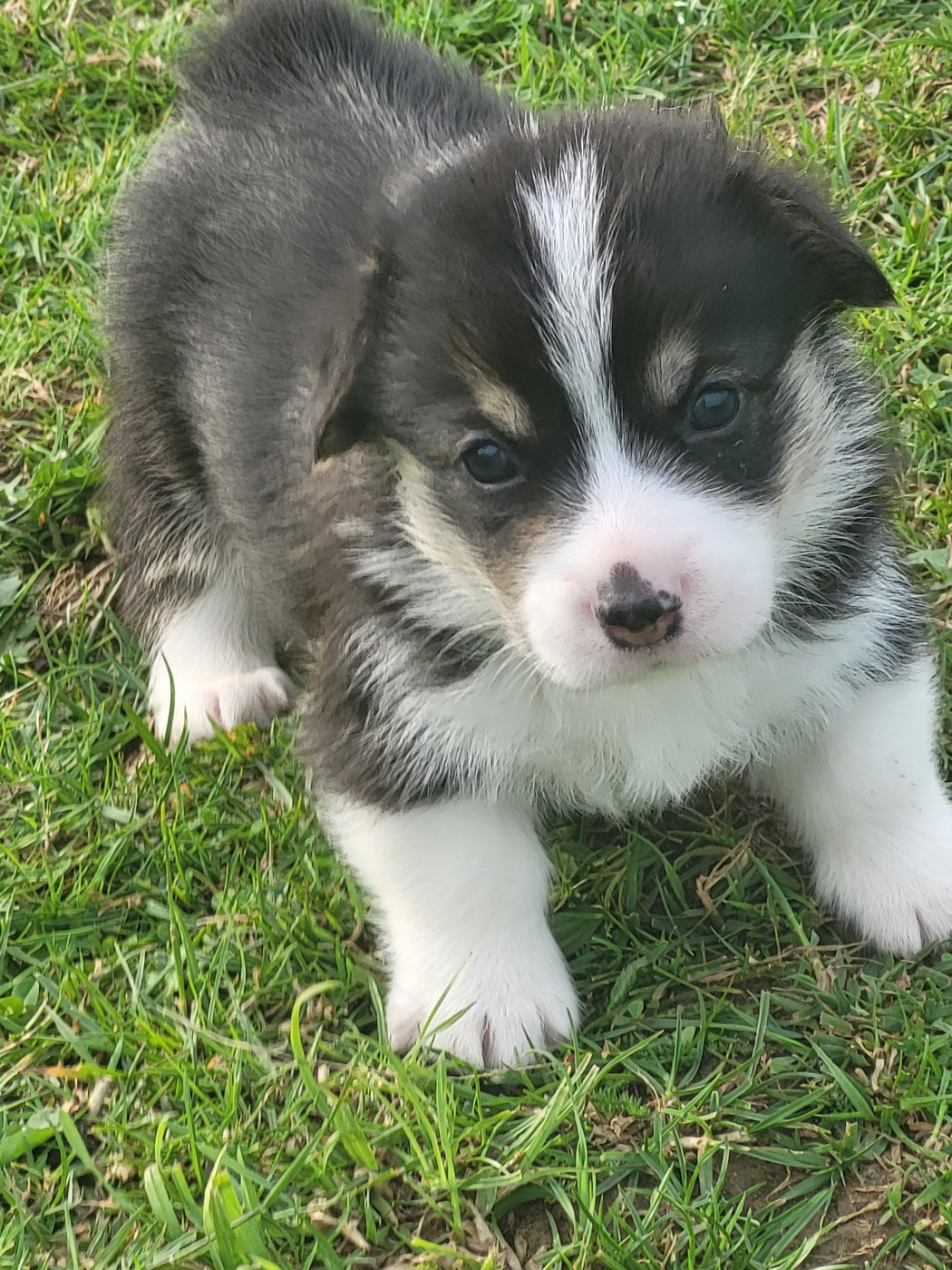 Clara Boucher - Chiots disponibles - Welsh Corgi Pembroke