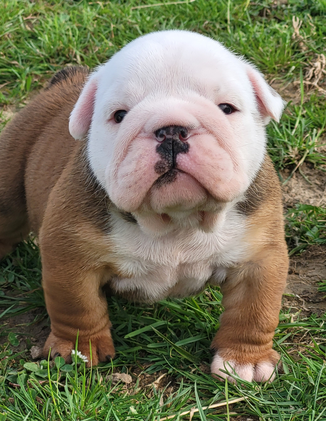 Clara Boucher - Chiots disponibles - Bulldog Anglais