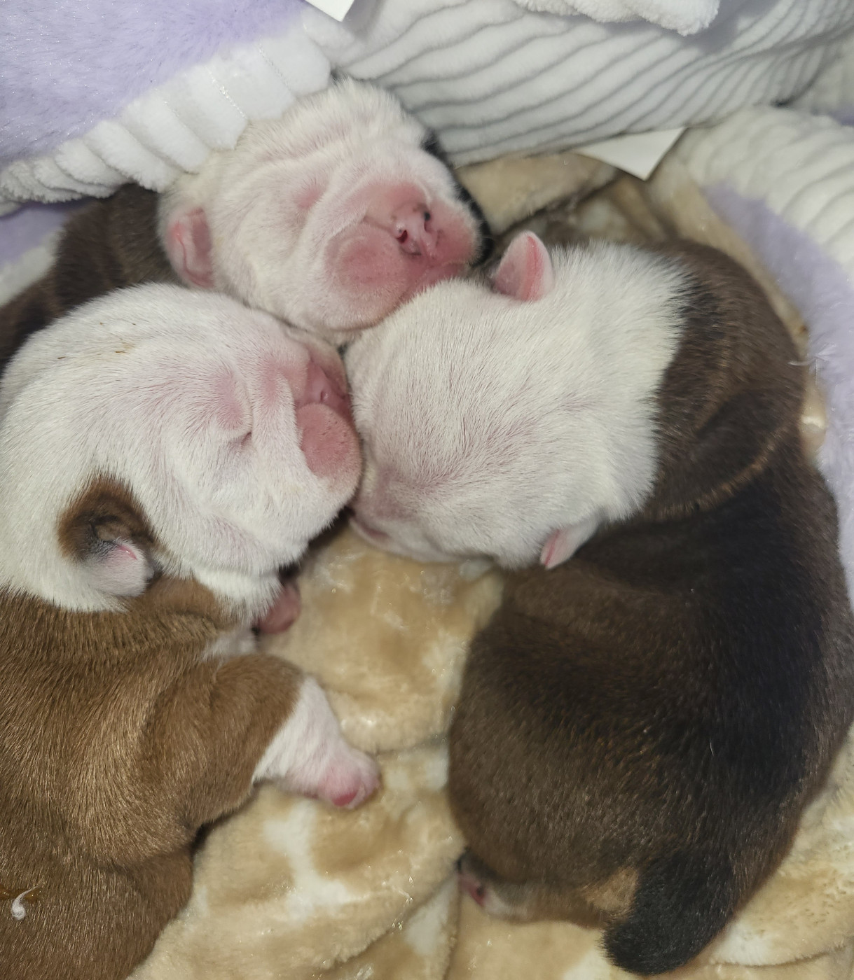 Chiot Bulldog Anglais Clara Boucher