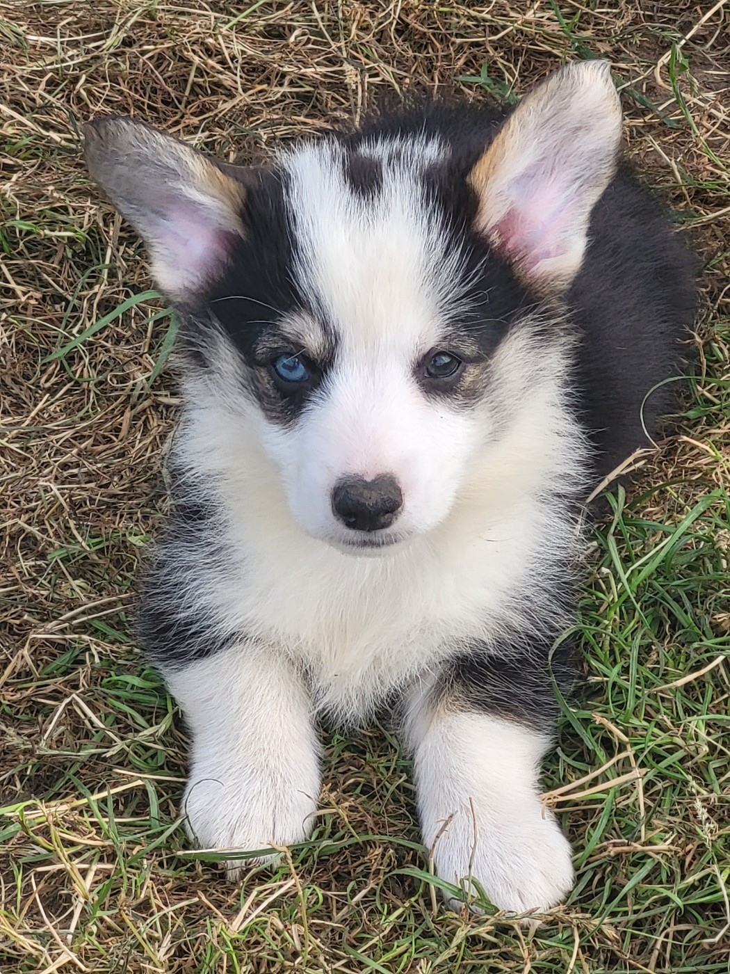 Clara Boucher - Chiots disponibles - Welsh Corgi Pembroke