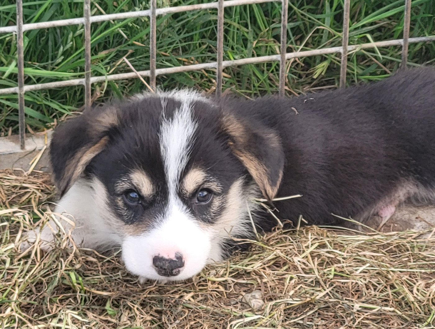 Clara Boucher - Chiots disponibles - Welsh Corgi Pembroke