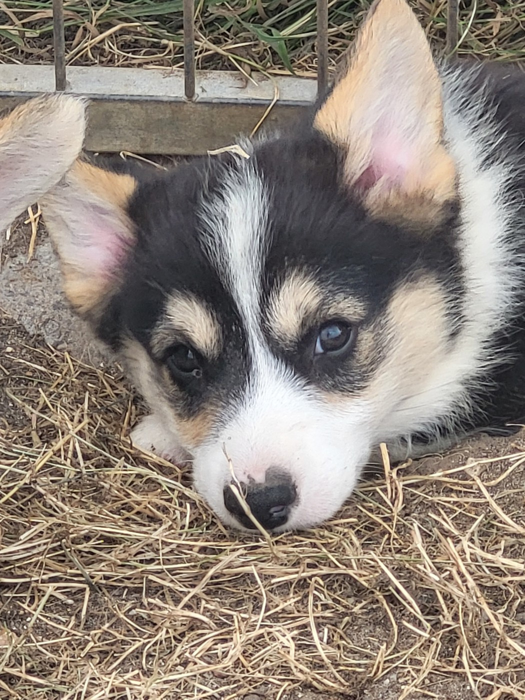 Clara Boucher - Chiots disponibles - Welsh Corgi Pembroke