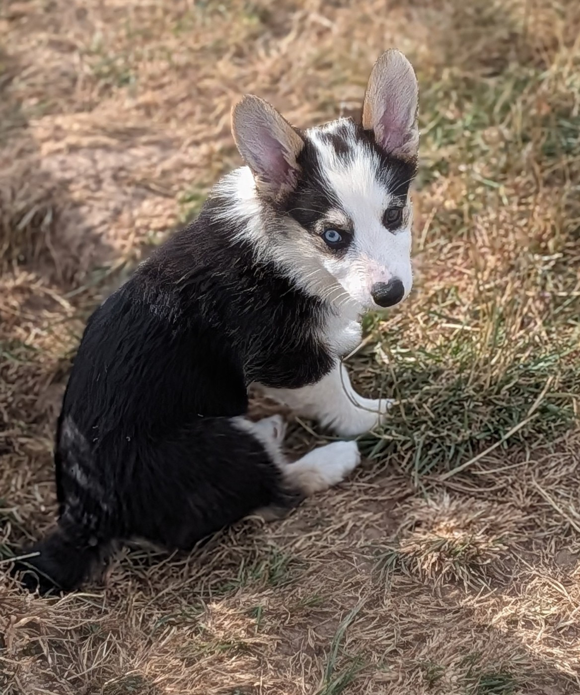 Clara Boucher - Chiots disponibles - Welsh Corgi Pembroke