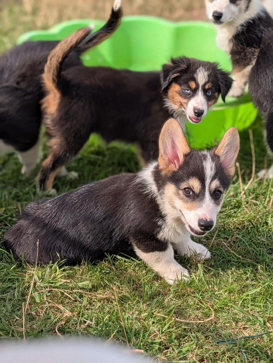 Clara Boucher - Chiots disponibles - Welsh Corgi Pembroke