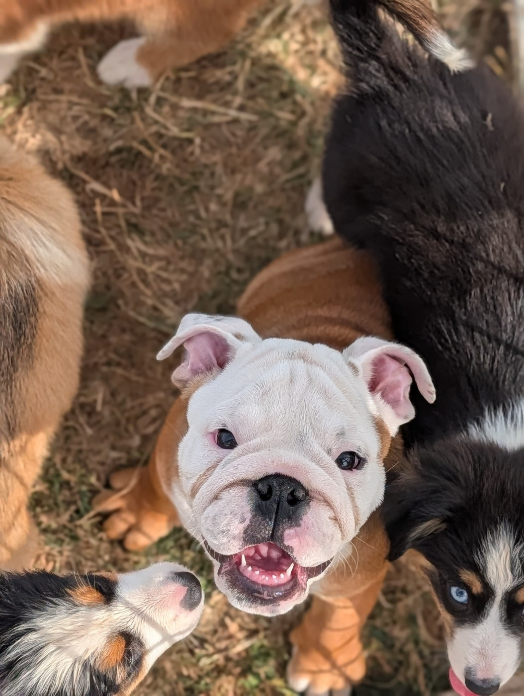 Clara Boucher - Chiots disponibles - Bulldog Anglais