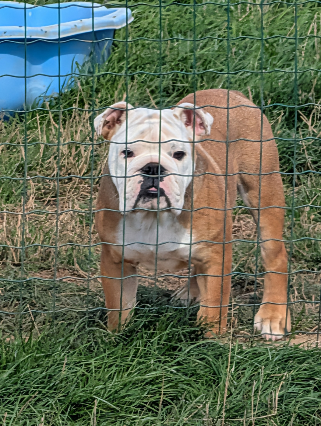 Clara Boucher - Chiots disponibles - Bulldog Anglais