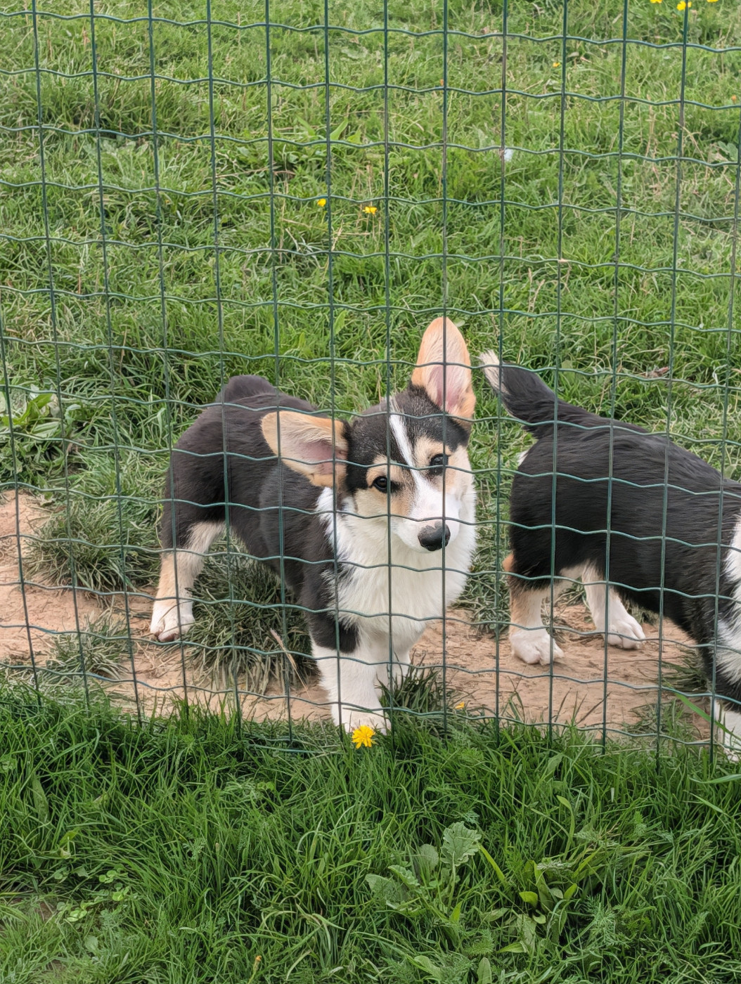 Clara Boucher - Chiots disponibles - Welsh Corgi Pembroke