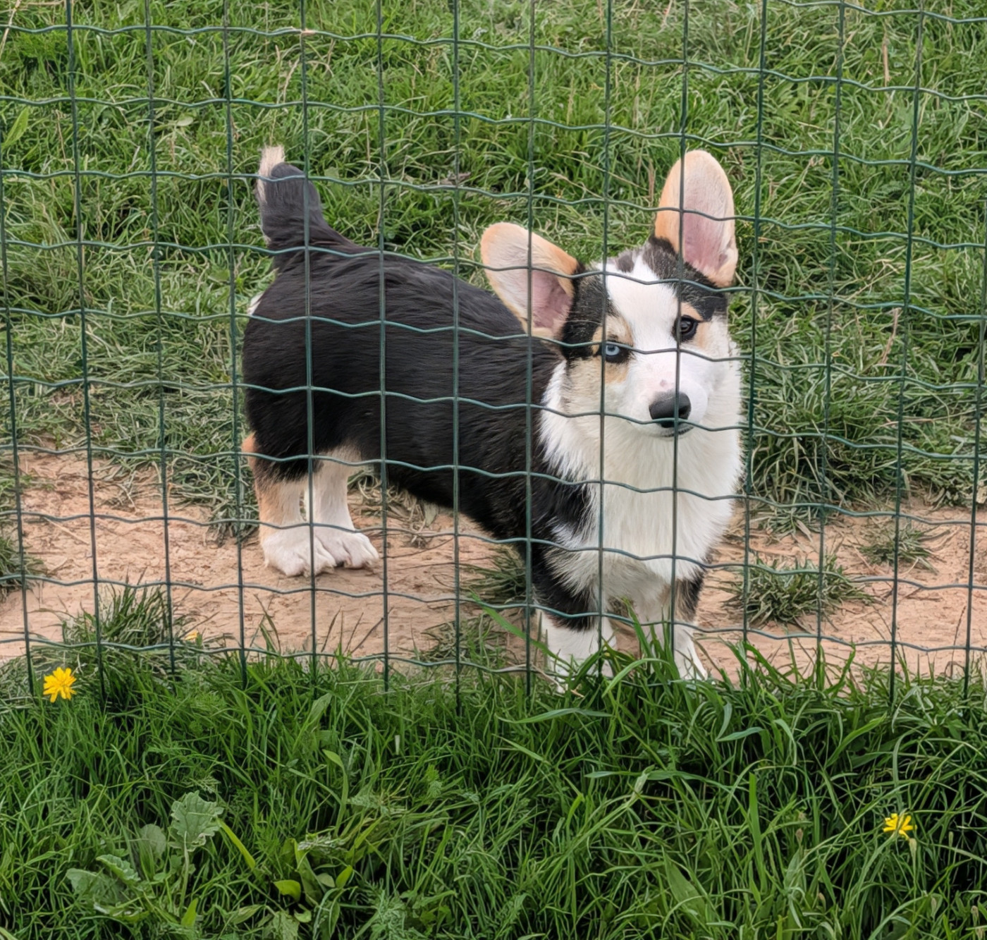 Clara Boucher - Chiots disponibles - Welsh Corgi Pembroke