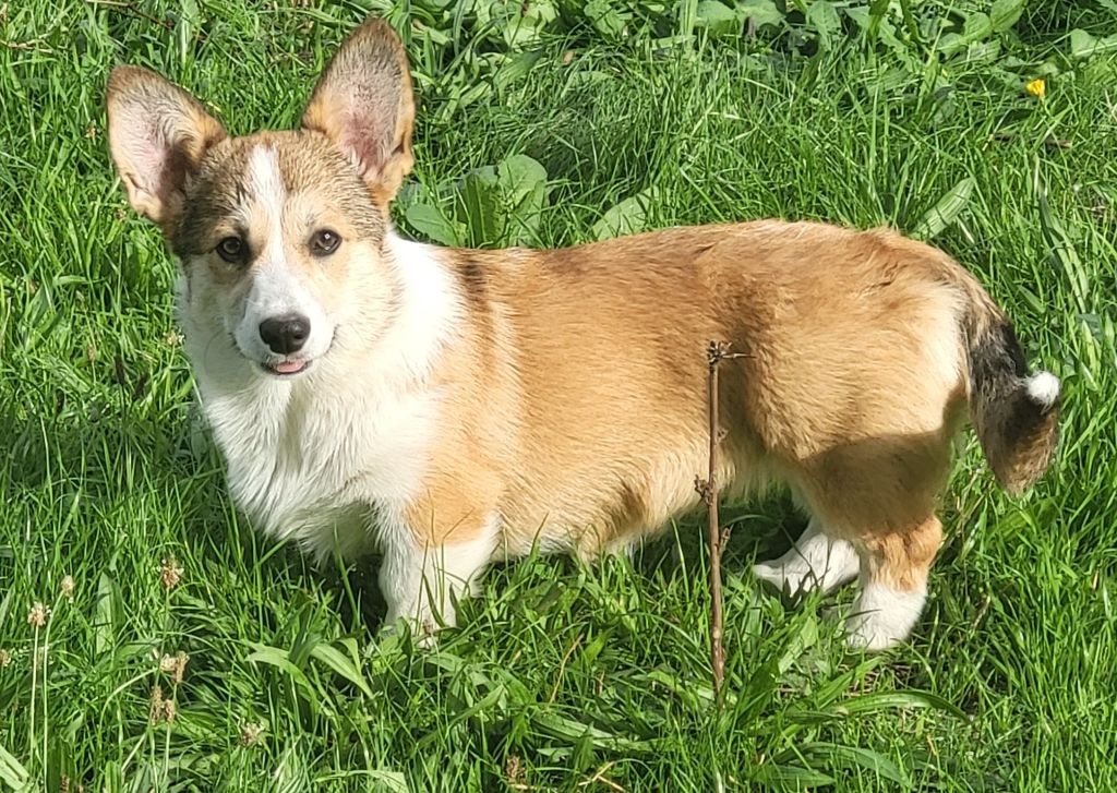 Clara Boucher - Chiots disponibles - Welsh Corgi Pembroke