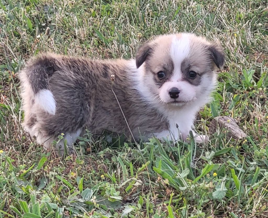 Clara Boucher - Chiots disponibles - Welsh Corgi Pembroke