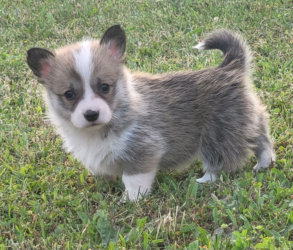 Clara Boucher - Chiots disponibles - Welsh Corgi Pembroke