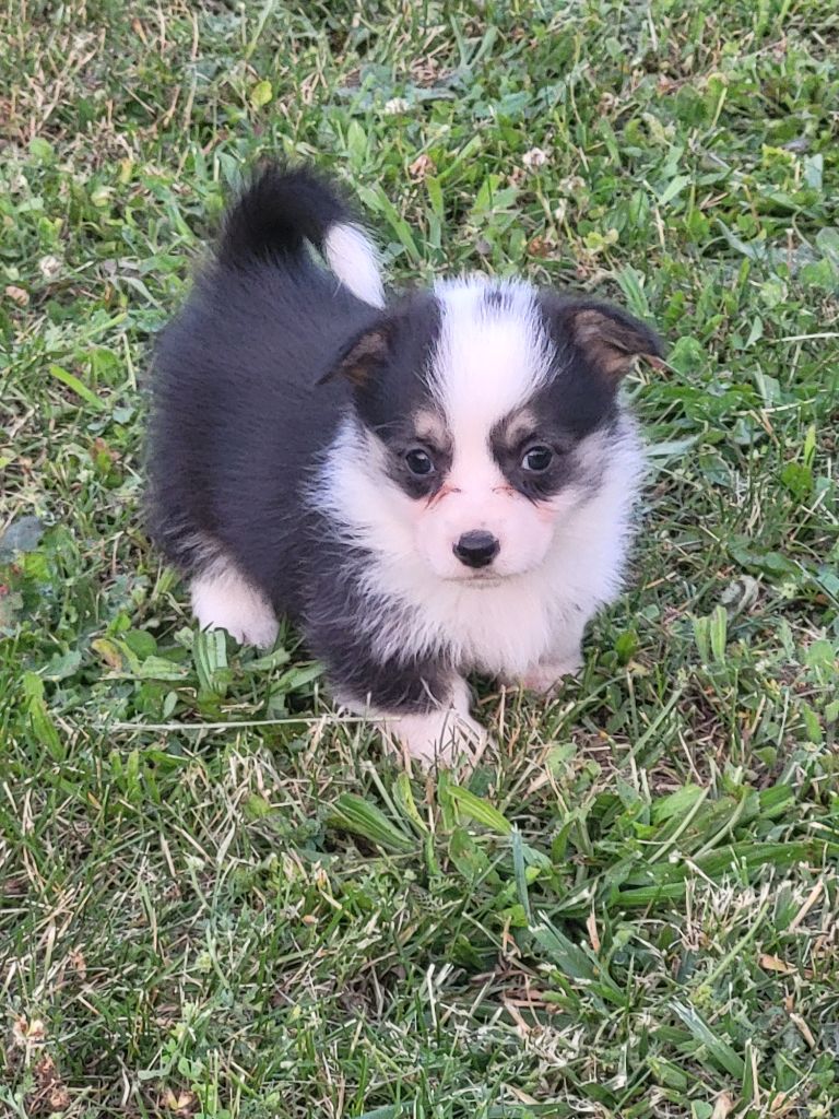 Clara Boucher - Chiots disponibles - Welsh Corgi Pembroke