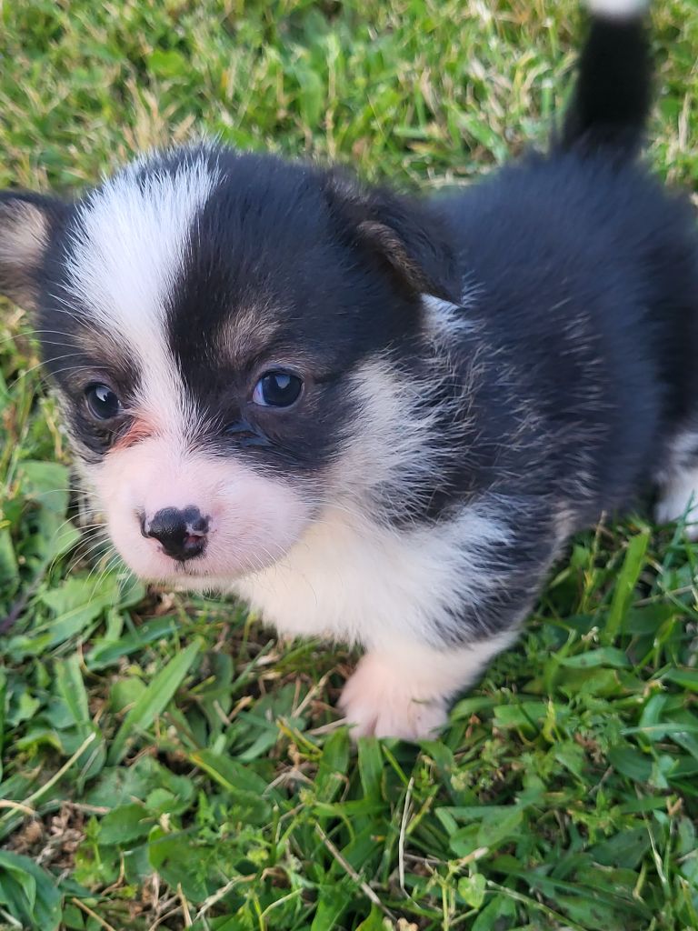 Clara Boucher - Chiots disponibles - Welsh Corgi Pembroke