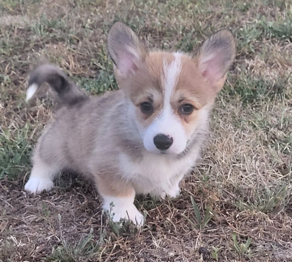 Clara Boucher - Chiots disponibles - Welsh Corgi Pembroke