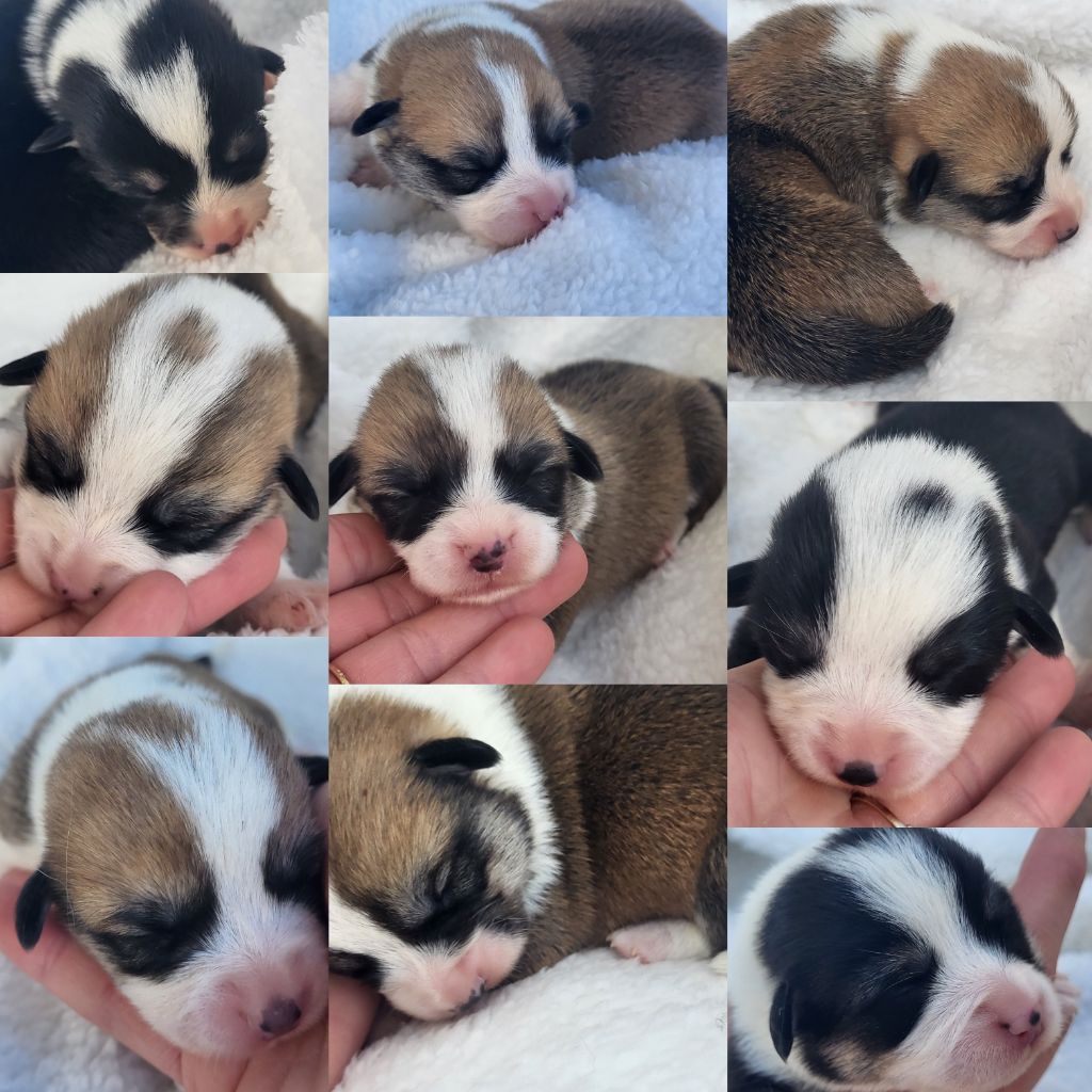 Chiot Welsh Corgi Pembroke Clara Boucher
