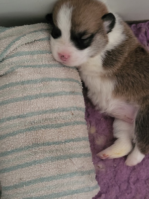 Chiot N°9