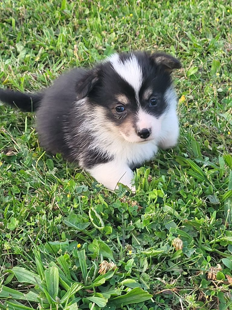 Clara Boucher - Chiots disponibles - Welsh Corgi Pembroke
