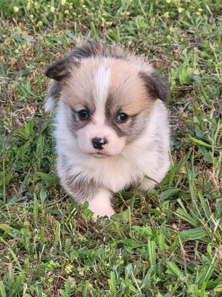 Clara Boucher - Chiots disponibles - Welsh Corgi Pembroke