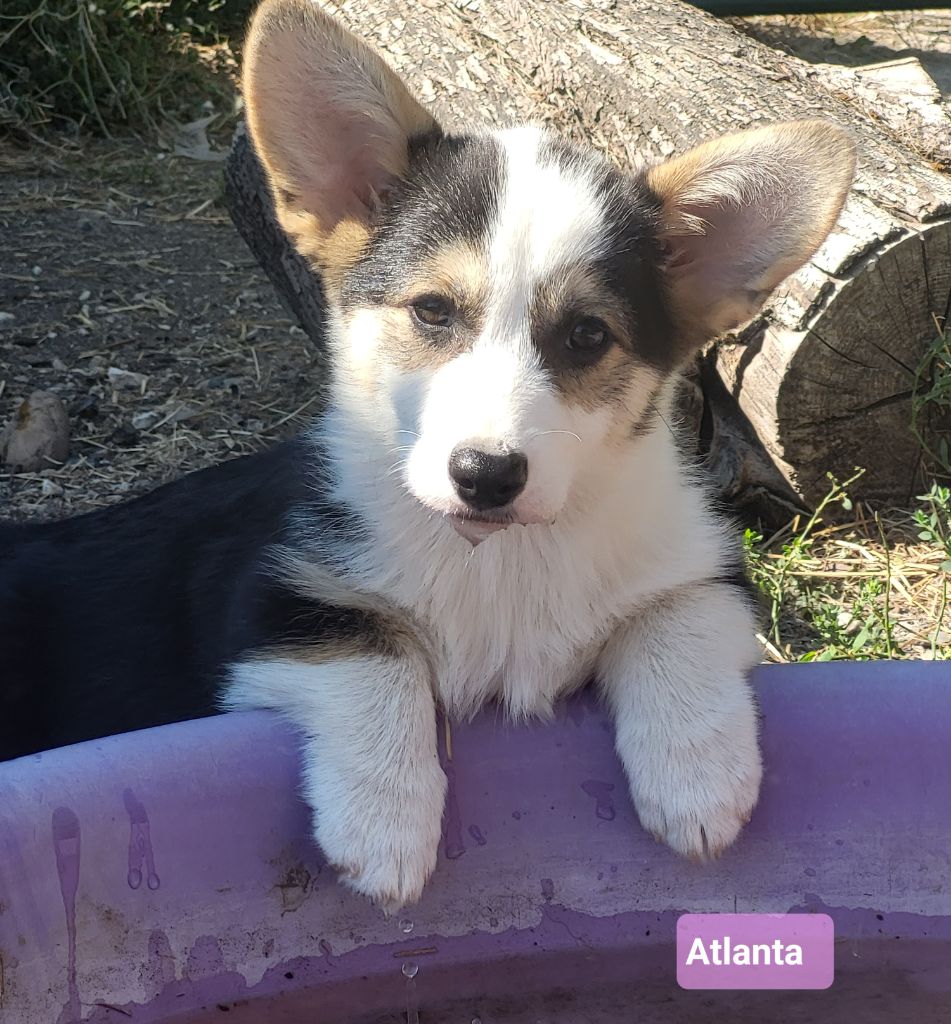 Clara Boucher - Chiots disponibles - Welsh Corgi Pembroke