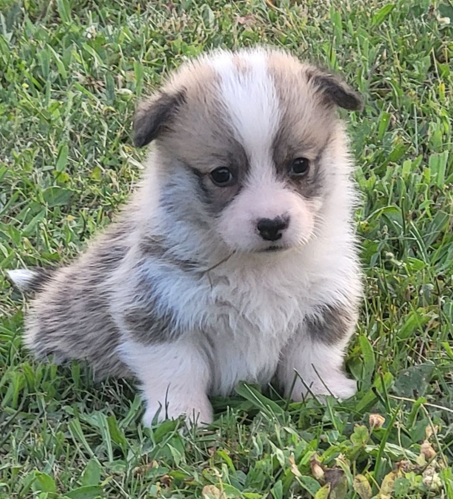 Clara Boucher - Chiots disponibles - Welsh Corgi Pembroke