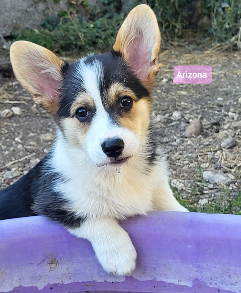 Clara Boucher - Chiots disponibles - Welsh Corgi Pembroke